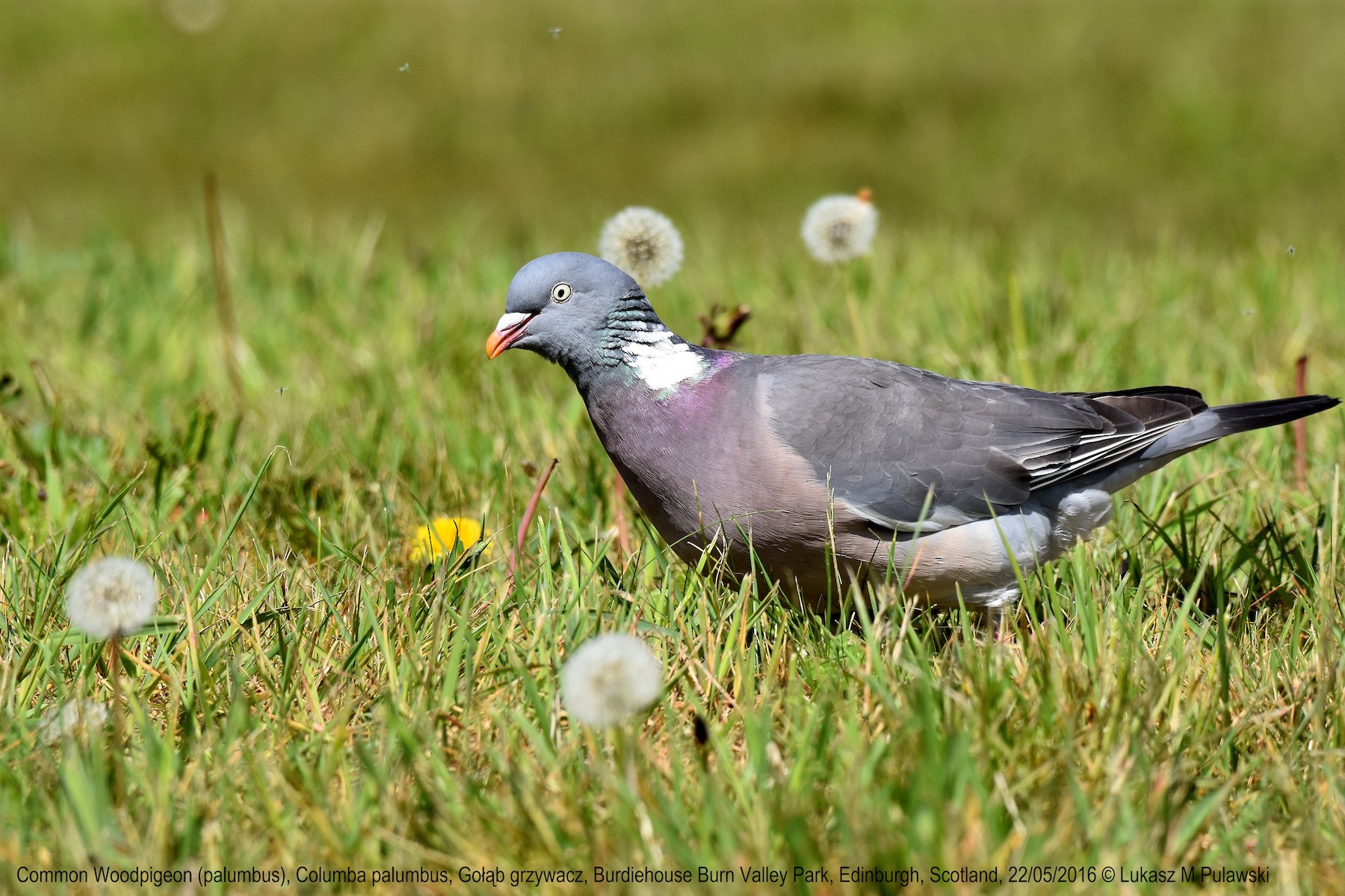 Common Wood-Pigeon (White-necked) - Lukasz Pulawski