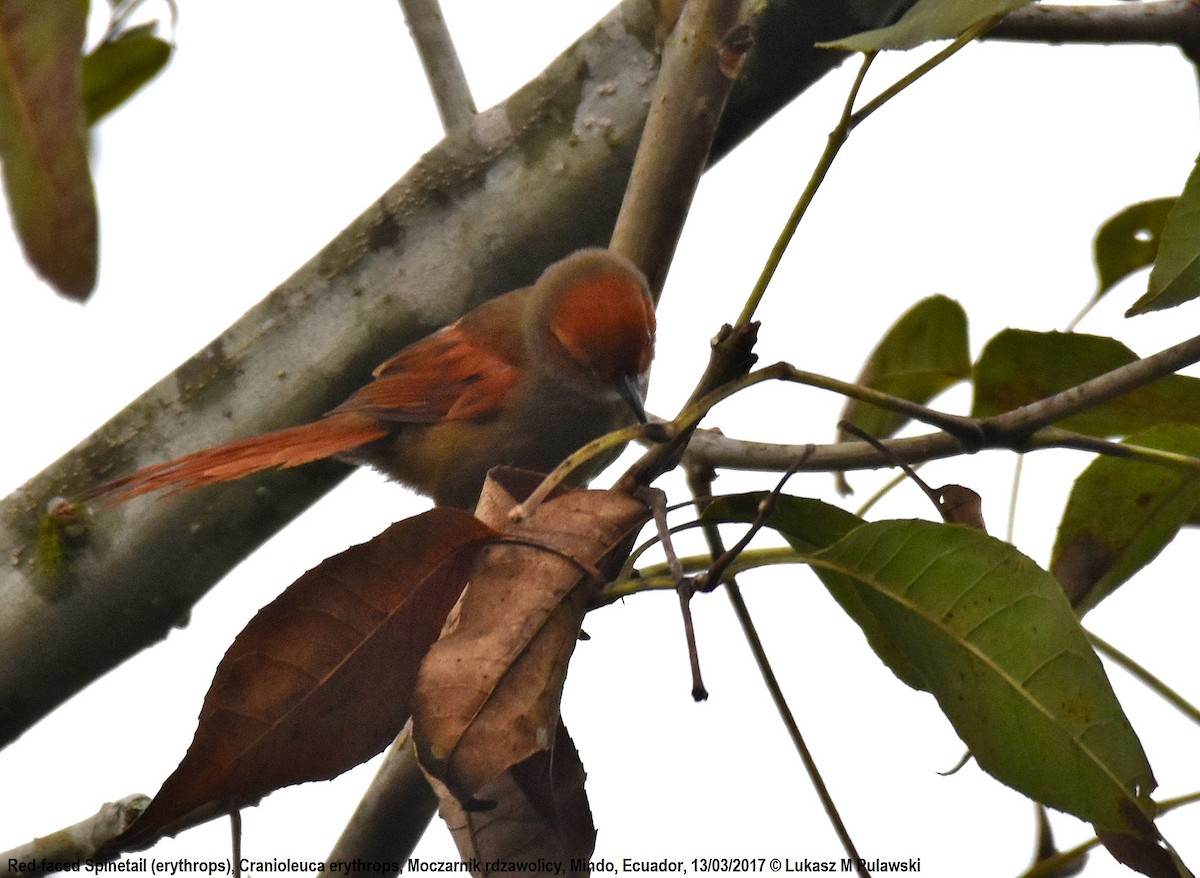 Red-faced Spinetail - ML204649821