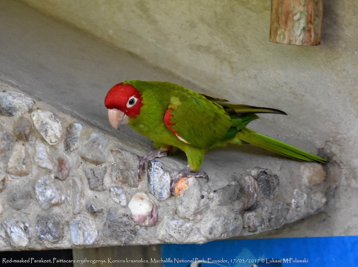 Red-masked Parakeet - Lukasz Pulawski