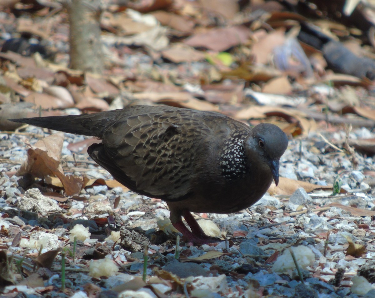 Spotted Dove (Eastern) - ML204650051