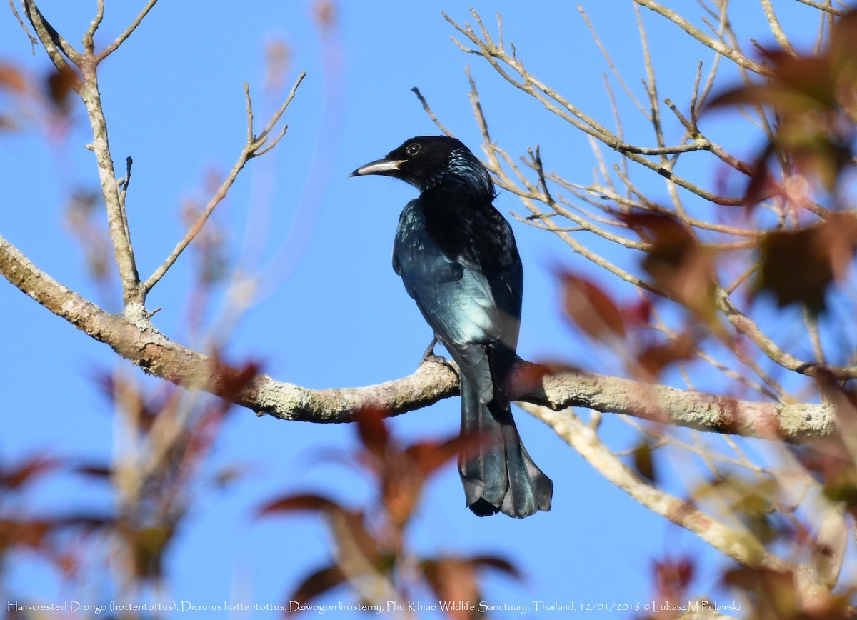 Hair-crested Drongo (Hair-crested) - Lukasz Pulawski