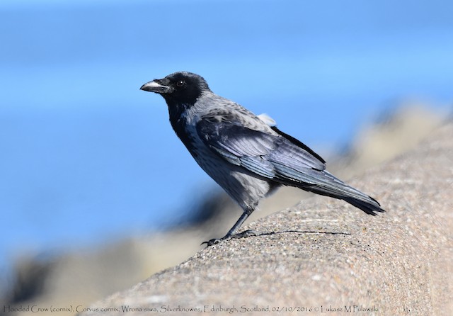 雑種 ハシボソガラス ｘ ズキンガラス Ebird