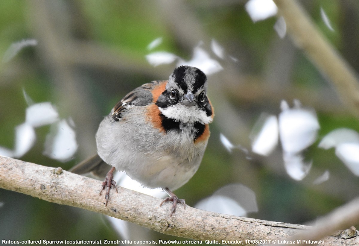 Rufous-collared Sparrow (Rufous-collared) - Lukasz Pulawski
