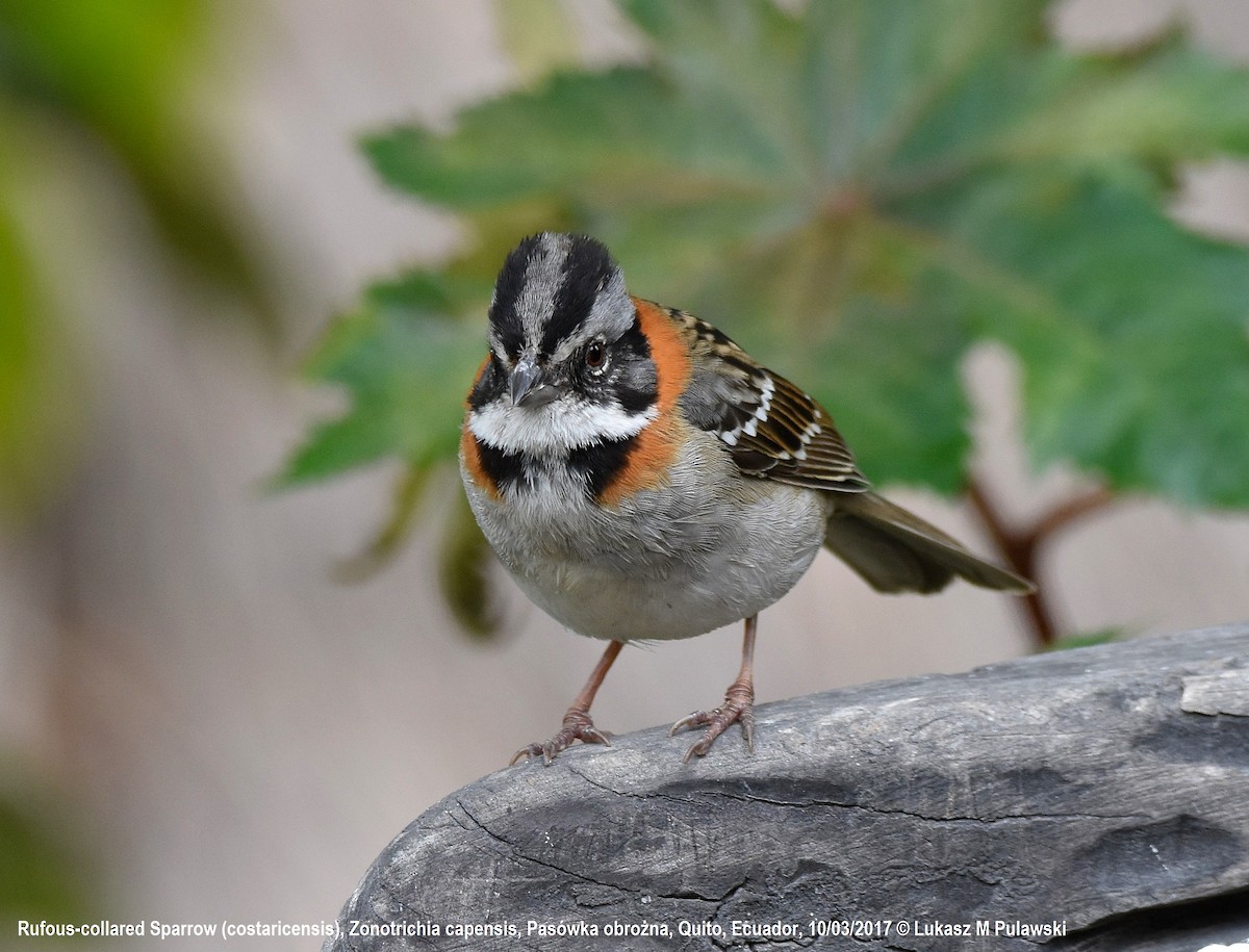 Rufous-collared Sparrow (Rufous-collared) - ML204651811