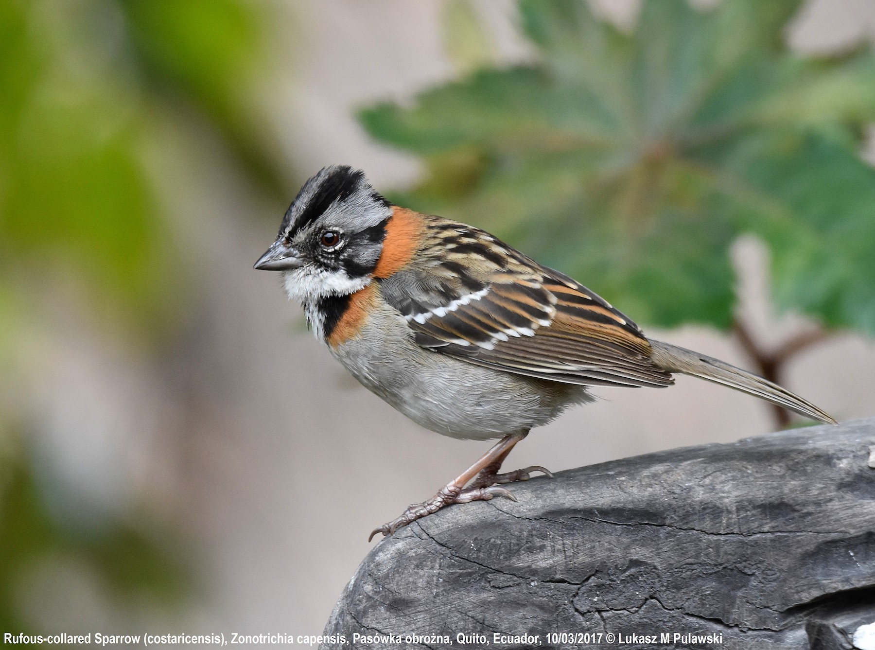 Chingolo Común (grupo capensis) - eBird