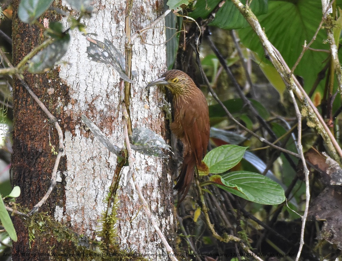 Strong-billed Woodcreeper (Andean/Northern) - Lukasz Pulawski