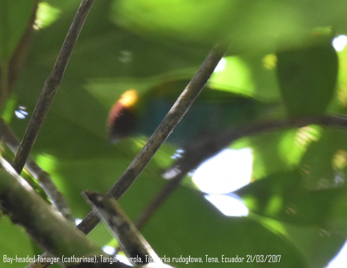 Bay-headed Tanager (Bay-and-blue) - Lukasz Pulawski