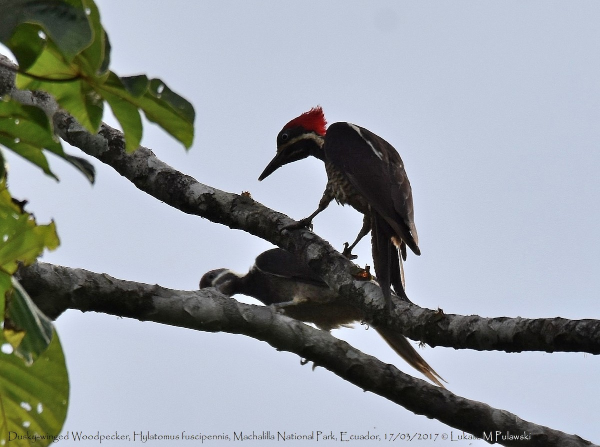 Lineated Woodpecker (Dusky-winged) - Lukasz Pulawski