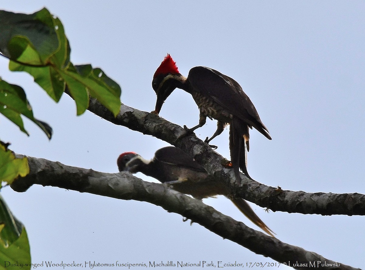 Lineated Woodpecker (Dusky-winged) - Lukasz Pulawski