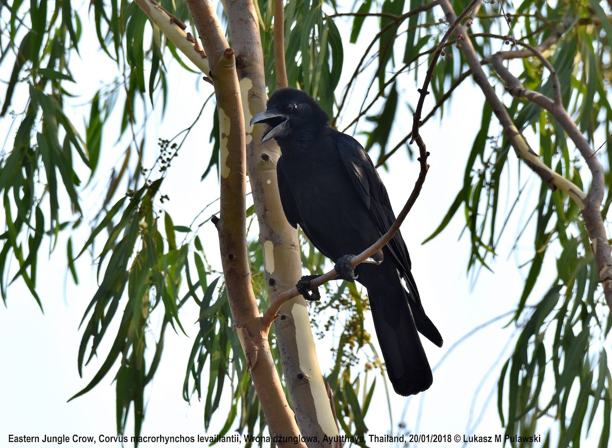 Large-billed Crow (Eastern) - Lukasz Pulawski