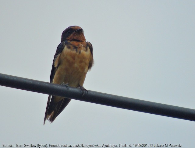 Rauchschwalbe Tytleri Ebird