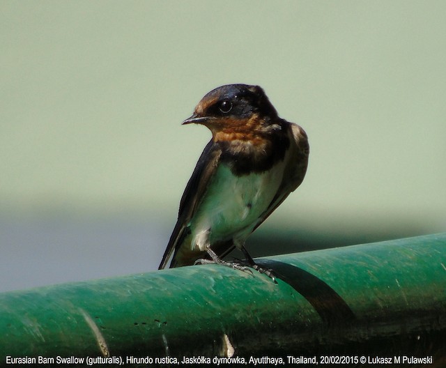 Golondrina Tijerita Ebird Argentina