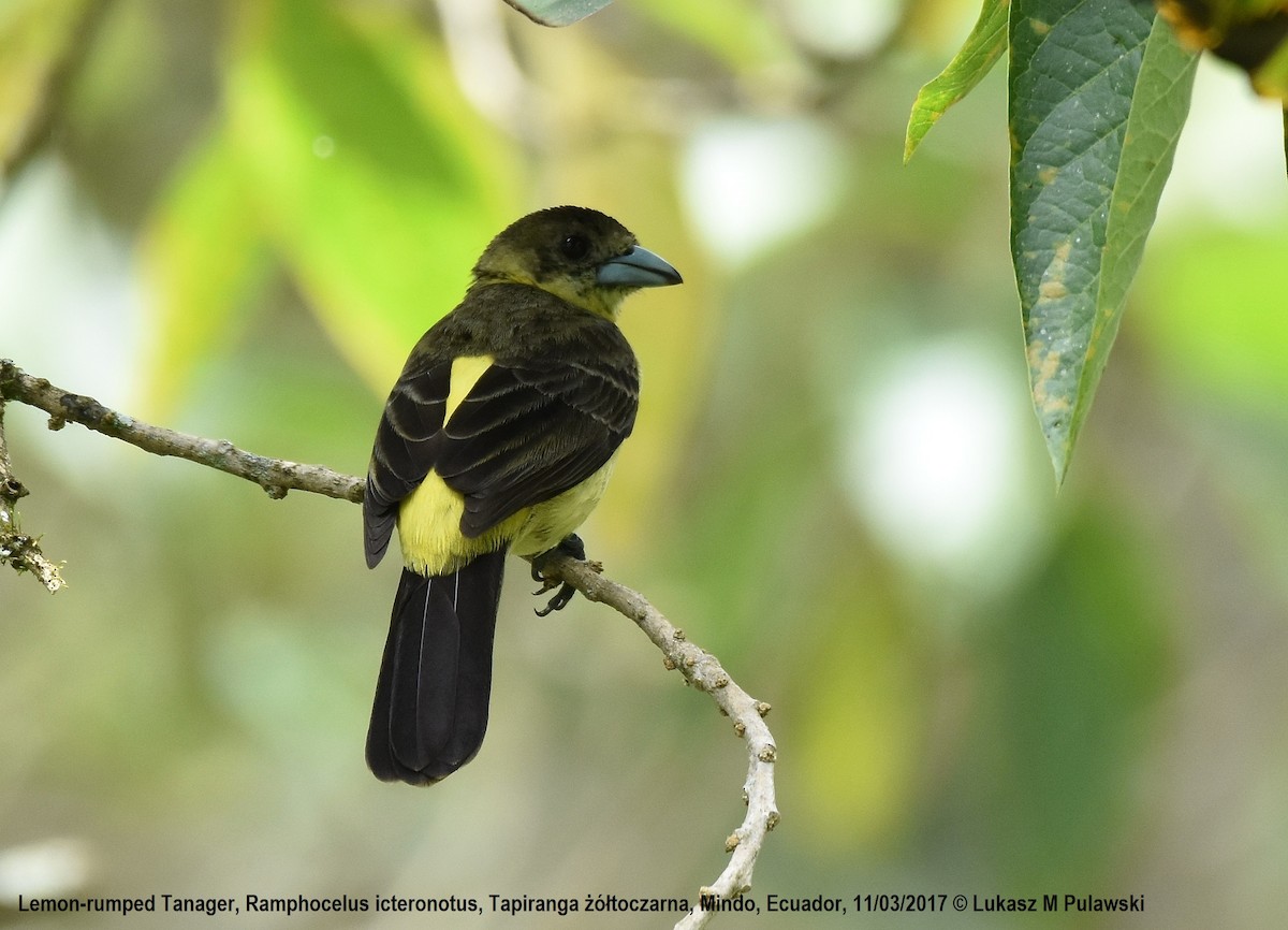 Flame-rumped Tanager (Lemon-rumped) - ML204655821