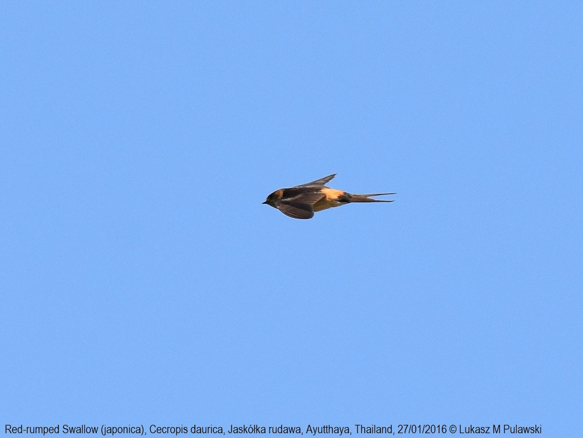 Red-rumped Swallow (Red-rumped) - Lukasz Pulawski