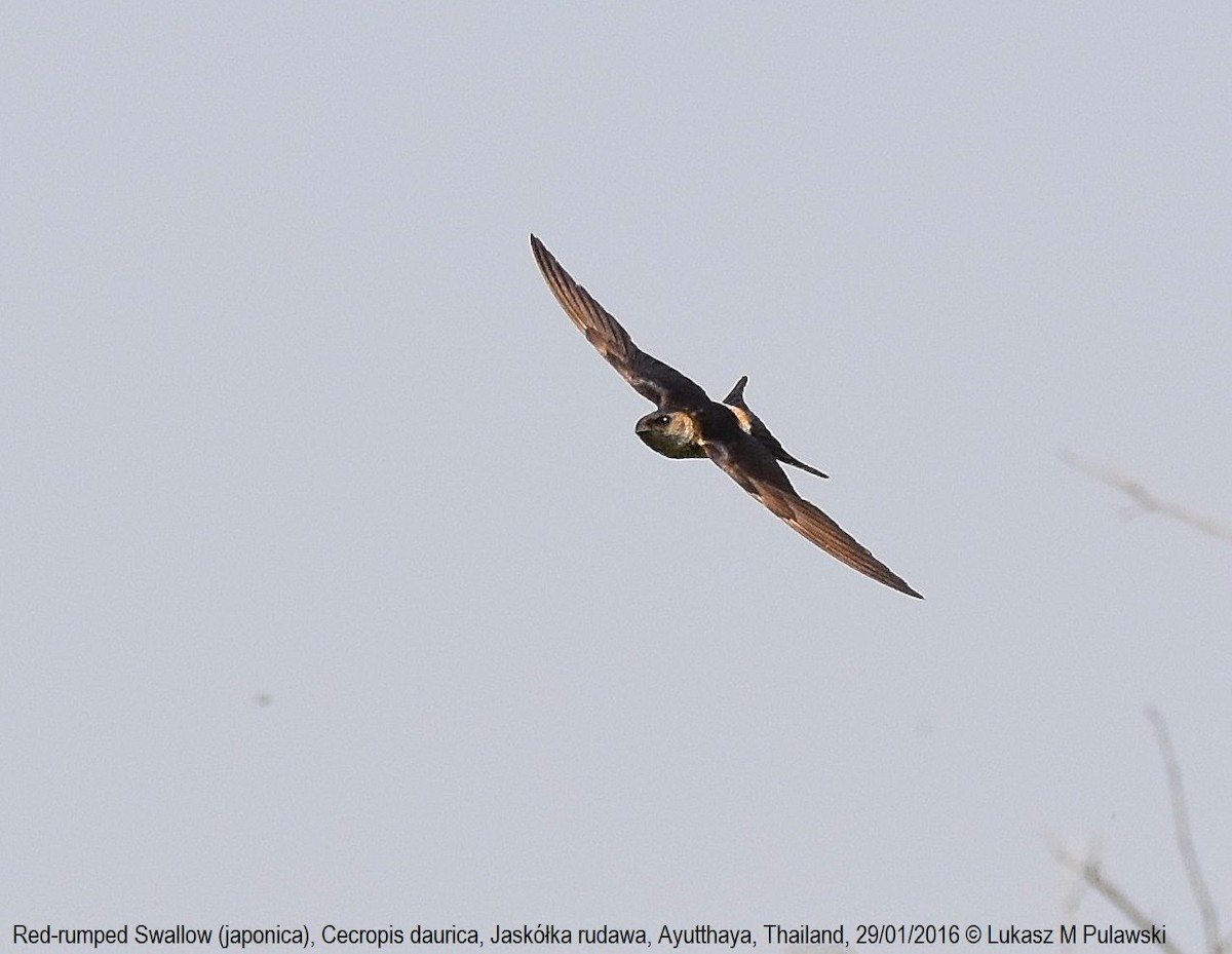 Red-rumped Swallow (Red-rumped) - Lukasz Pulawski