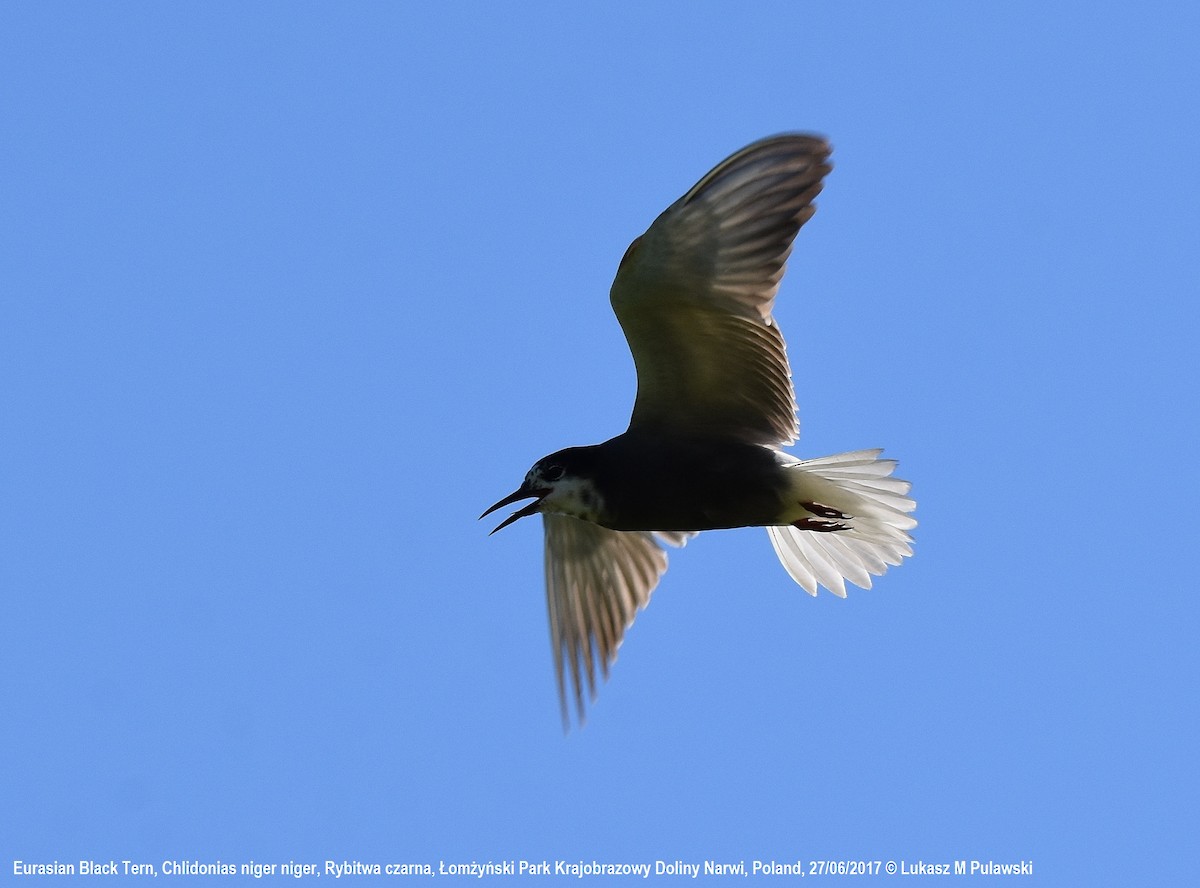 Black Tern (Eurasian) - ML204656901