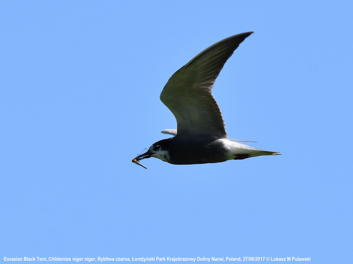 Black Tern (Eurasian) - ML204656911