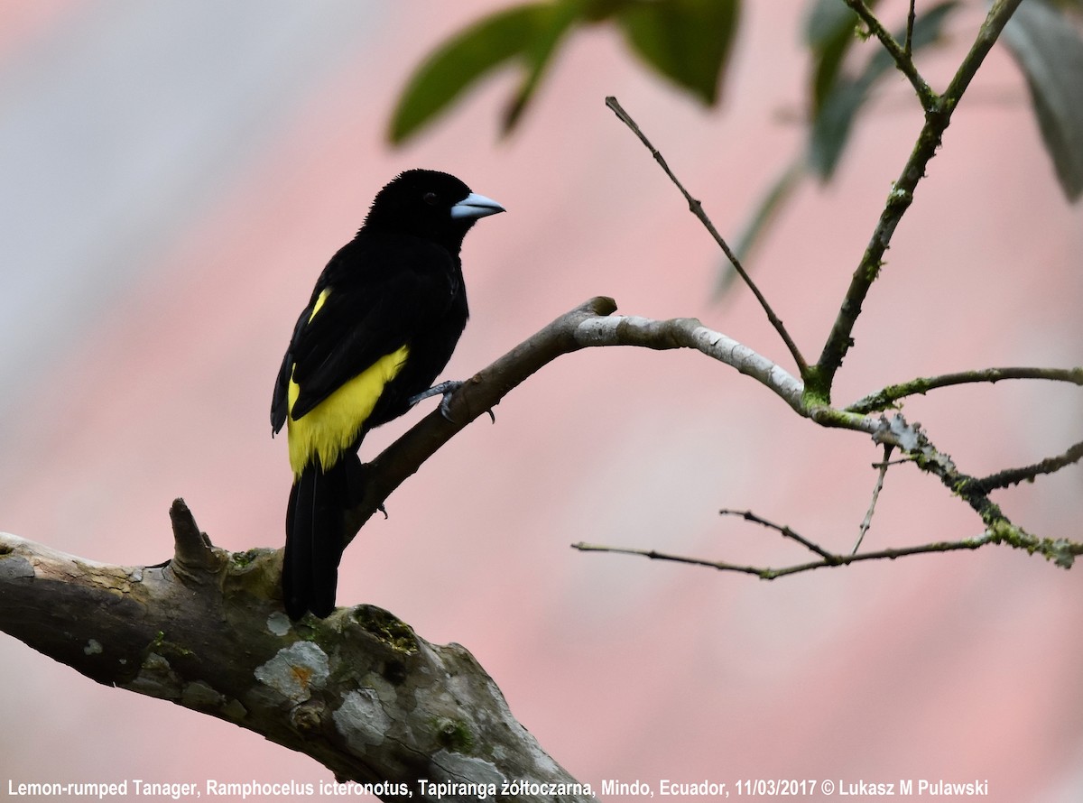 Flame-rumped Tanager (Lemon-rumped) - ML204657341