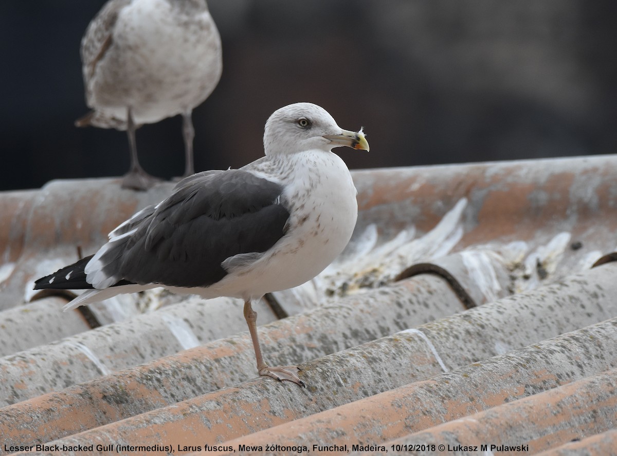 Lesser Black-backed Gull (intermedius) - ML204657591