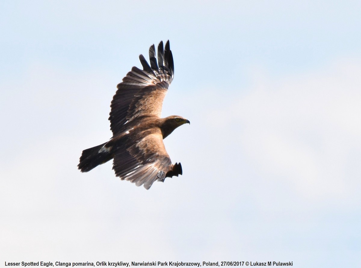 Lesser Spotted Eagle - ML204657771