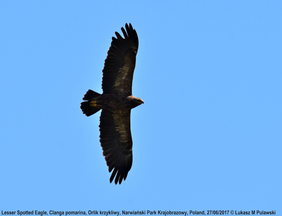 Lesser Spotted Eagle - ML204657781