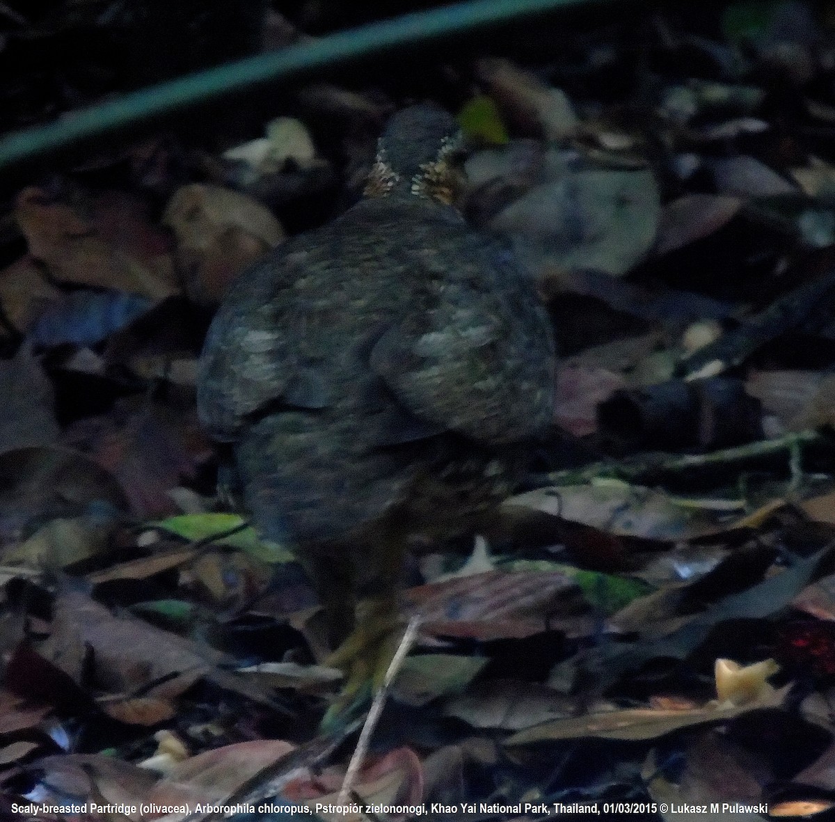 Scaly-breasted Partridge (Green-legged) - ML204658341