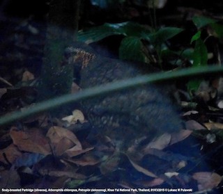 Scaly-breasted Partridge (Green-legged), ML204658351