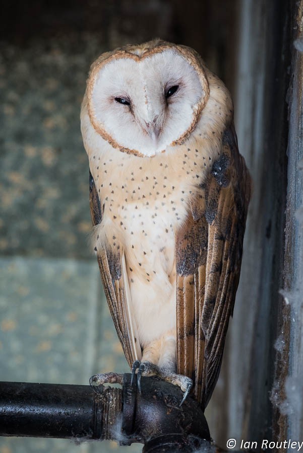 Barn Owl - Ian Routley