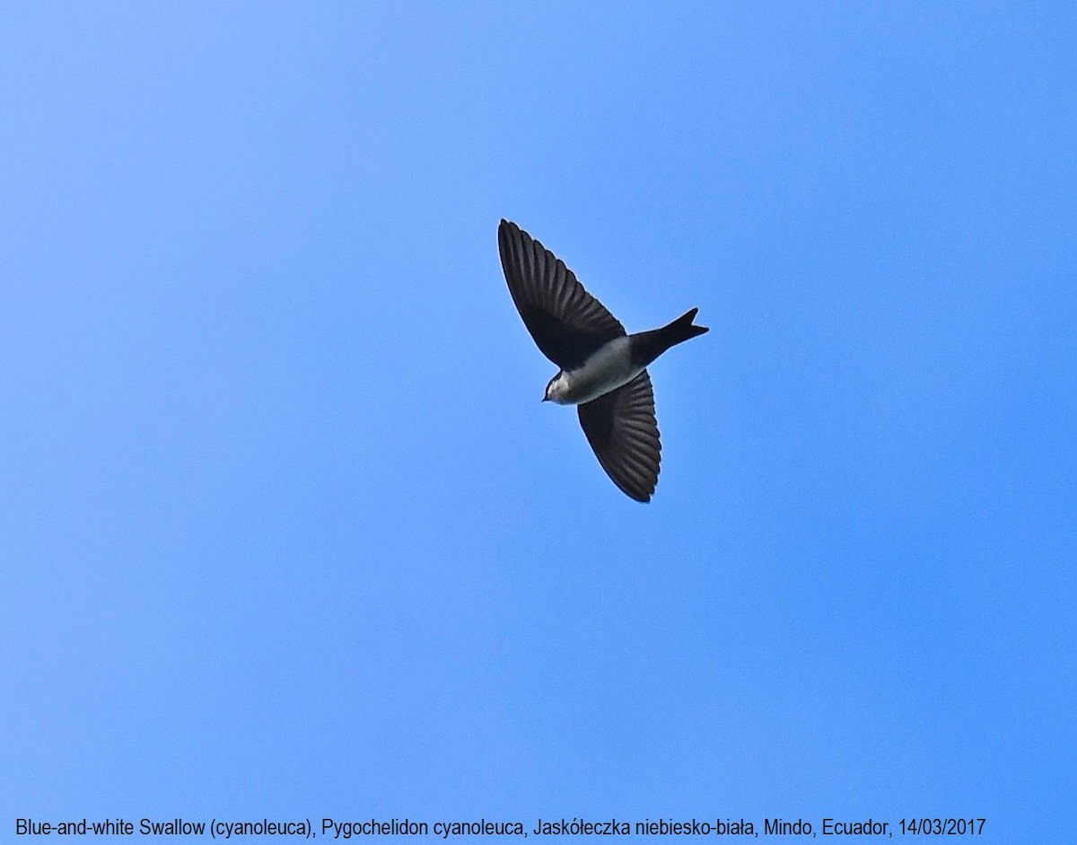 Blue-and-white Swallow (cyanoleuca) - Lukasz Pulawski