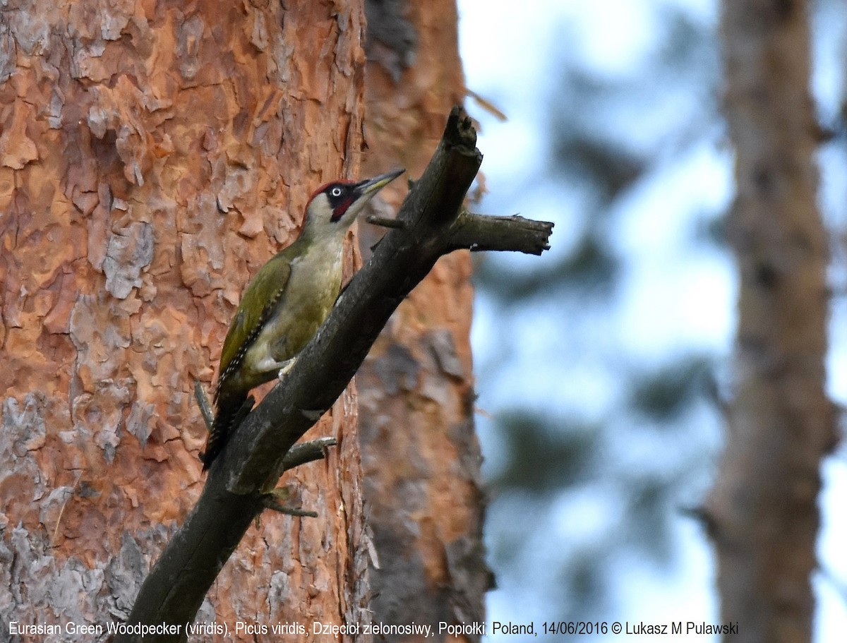 Eurasian Green Woodpecker (Eurasian) - Lukasz Pulawski