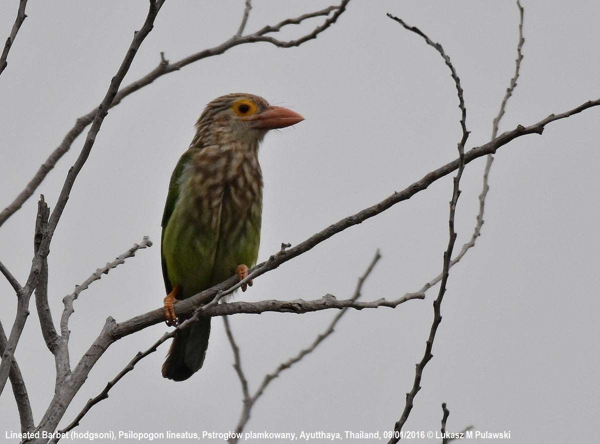 Lineated Barbet - ML204659511