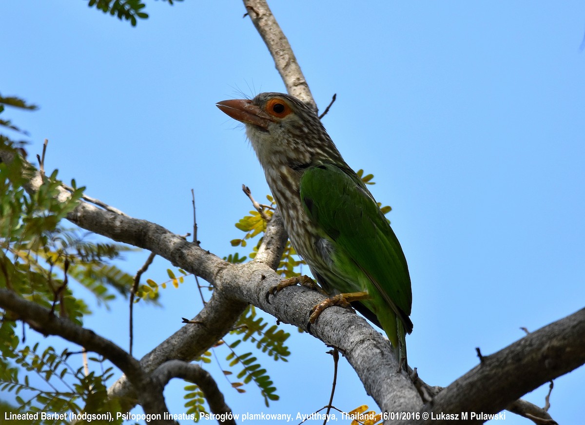 Lineated Barbet - ML204659521