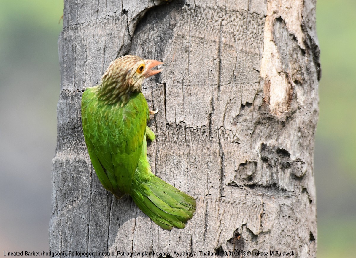 Lineated Barbet - ML204659561