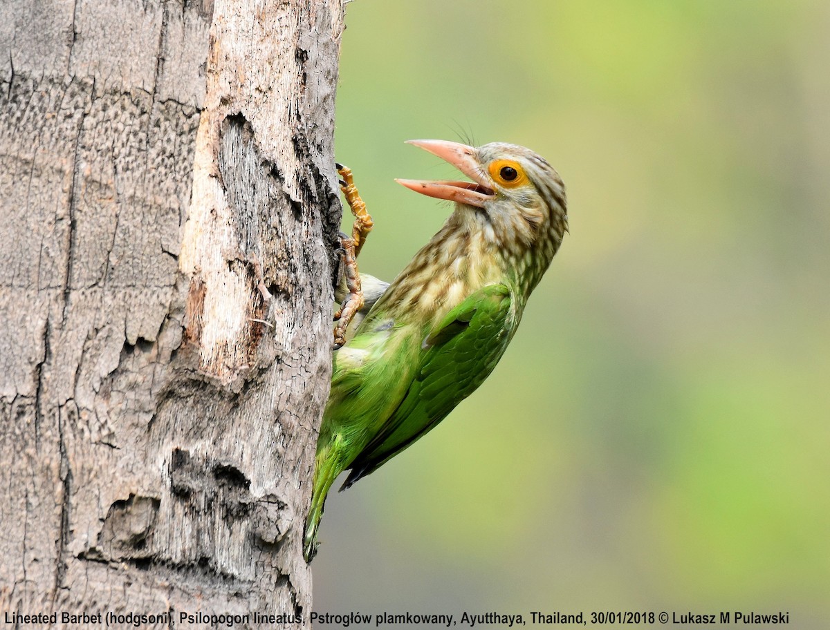 Lineated Barbet - ML204659581