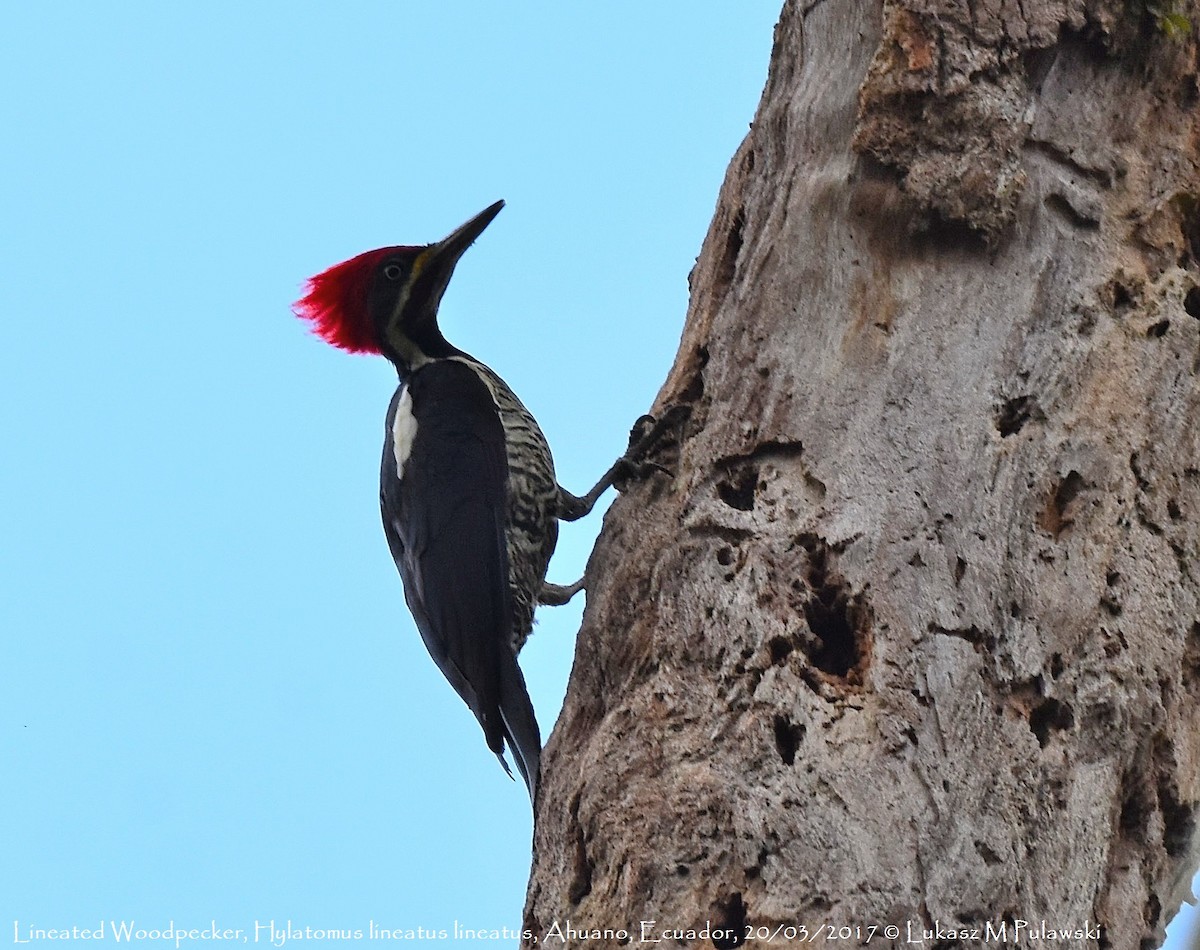 Lineated Woodpecker (Lineated) - Lukasz Pulawski