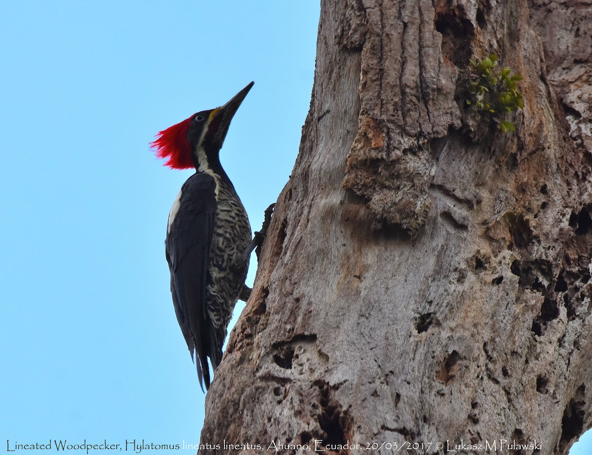 Lineated Woodpecker (Lineated) - Lukasz Pulawski