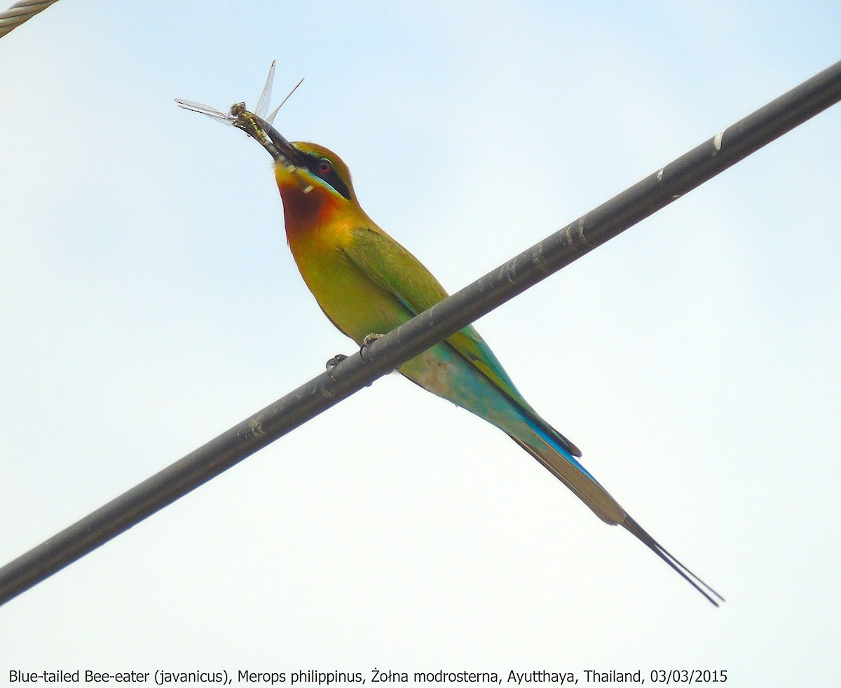 Blue-tailed Bee-eater - ML204660661