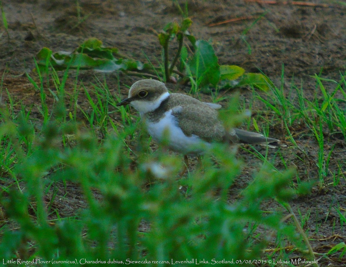 Little Ringed Plover (curonicus) - ML204661431