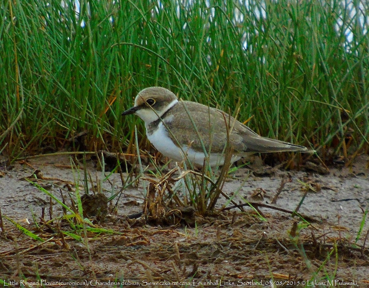 Little Ringed Plover (curonicus) - ML204661441