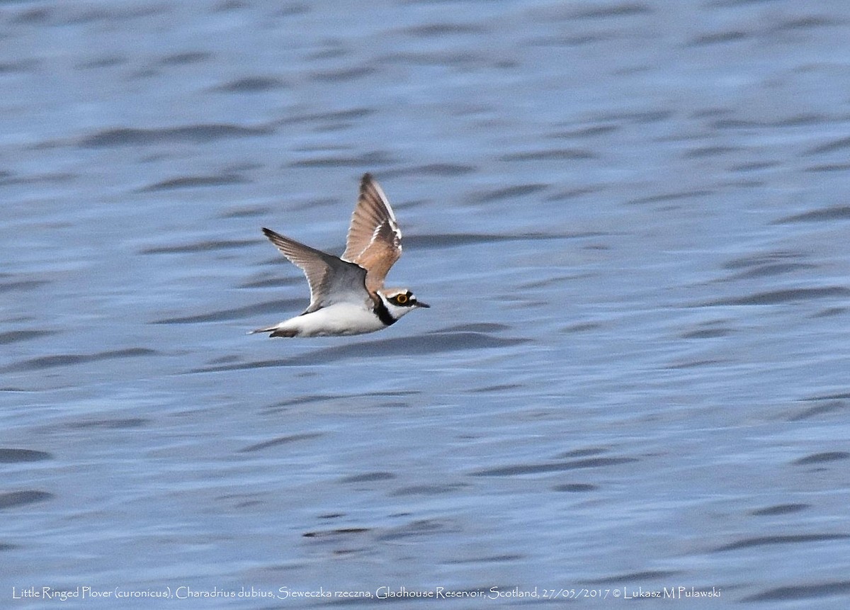 Little Ringed Plover (curonicus) - ML204661471