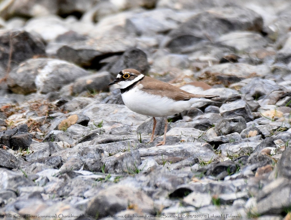 Little Ringed Plover (curonicus) - ML204661481
