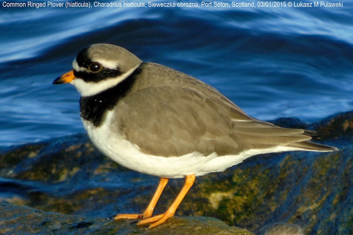 Common Ringed Plover - Lukasz Pulawski