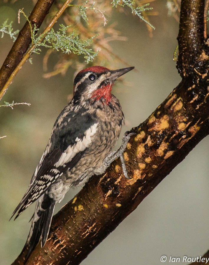 Red-naped Sapsucker - Ian Routley