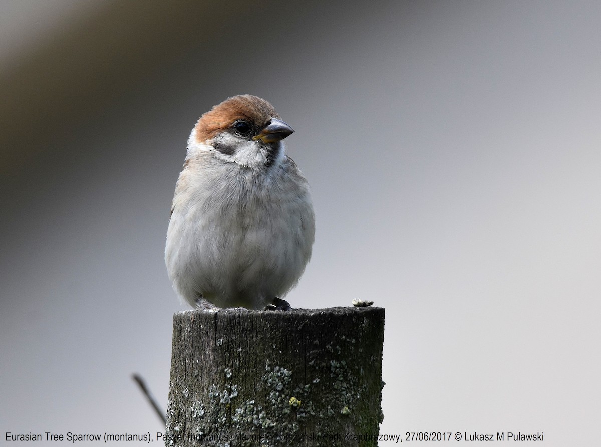 Eurasian Tree Sparrow - ML204663491