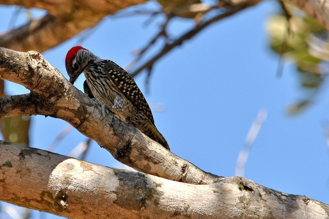 Cardinal Woodpecker - ML204665581