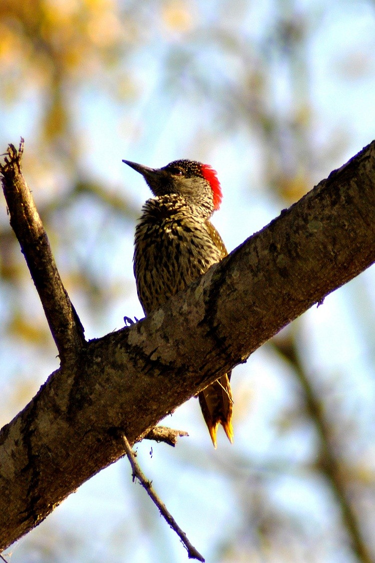 Golden-tailed Woodpecker - Robert Erasmus