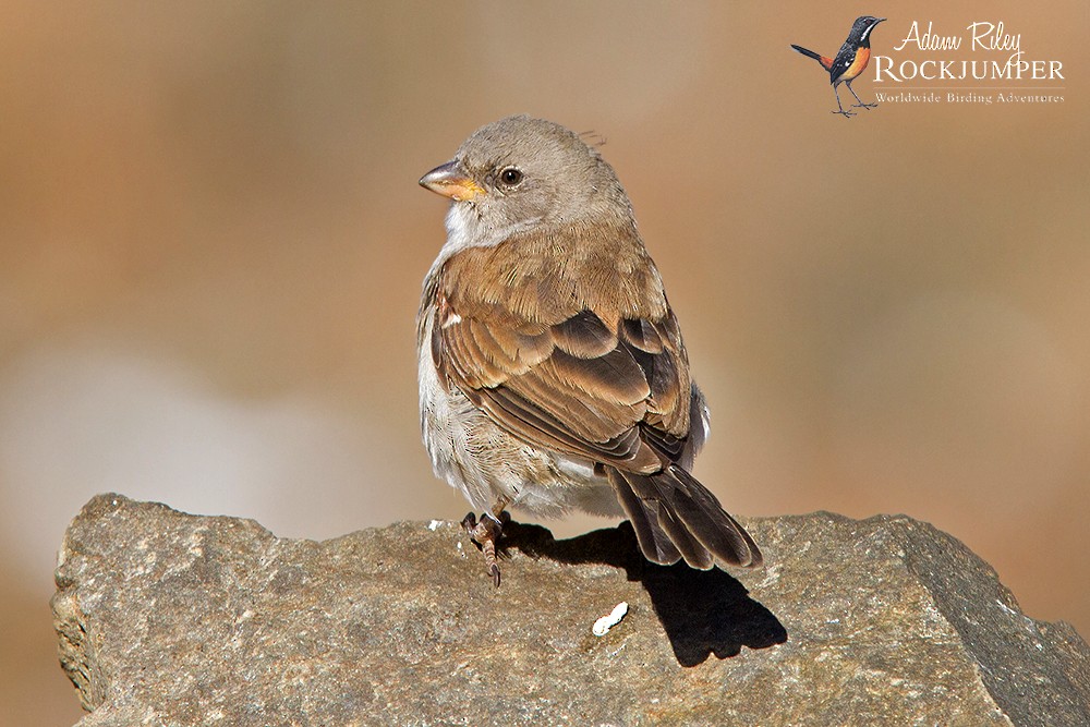 Southern Gray-headed Sparrow - Adam Riley