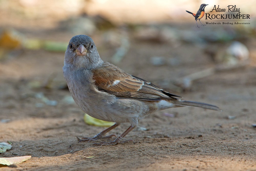 Southern Gray-headed Sparrow - ML204666391