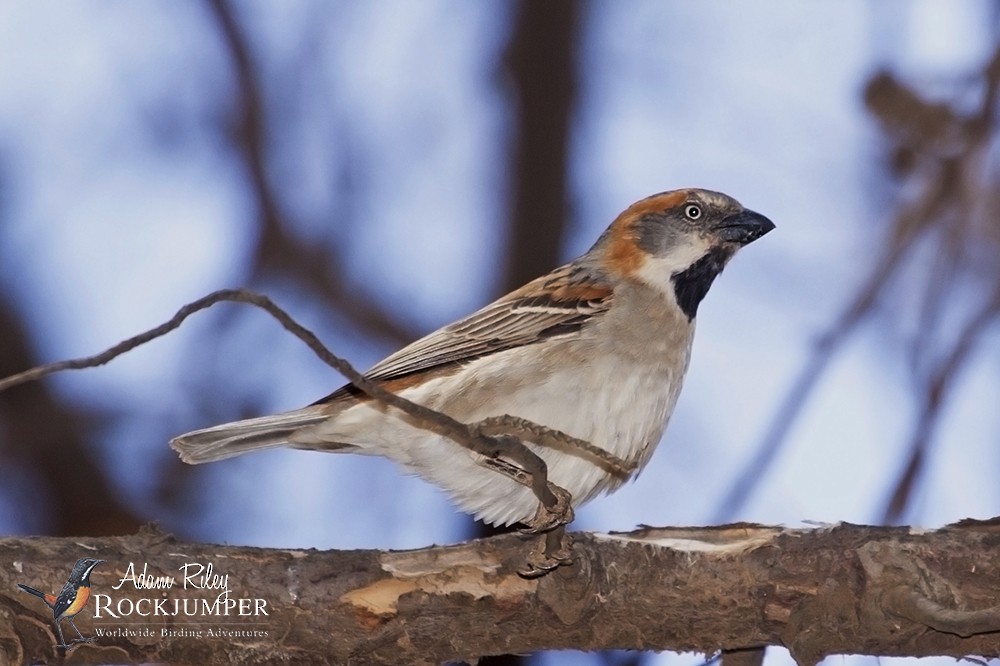 Kenya Rufous Sparrow - ML204666541