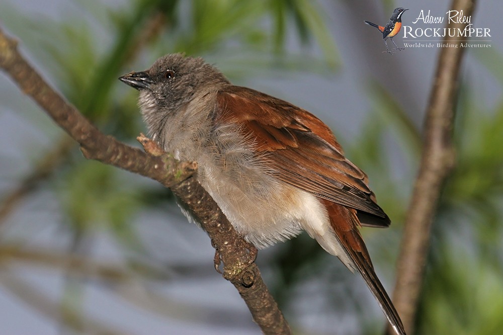 Northern Gray-headed Sparrow - ML204666551